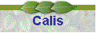 Calis